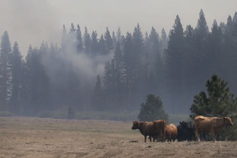 Smoke from the Rim Fire drifts past cattle in a field near Yosemite National Park on August 28.