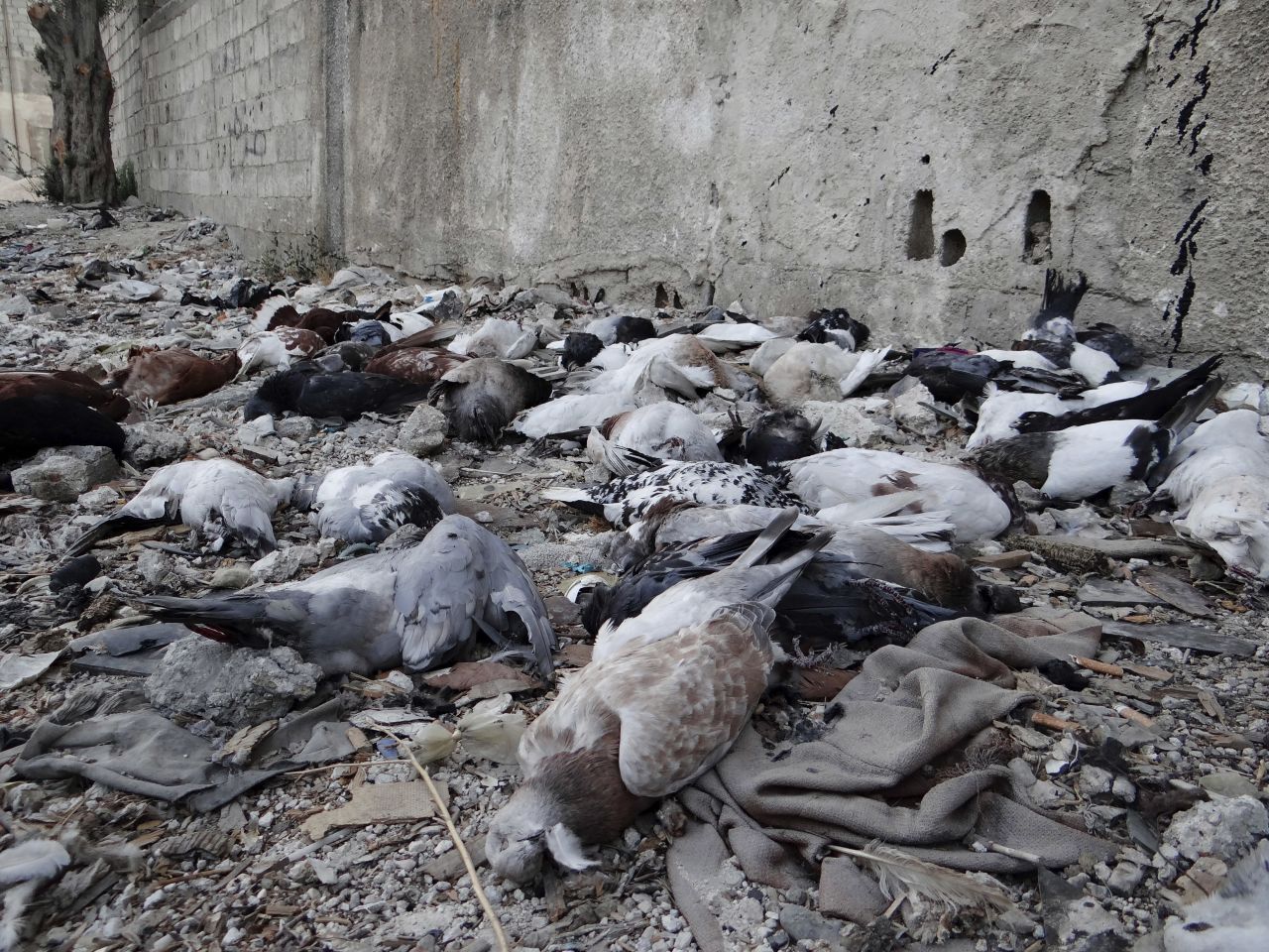 Pigeons' bodies litter the ground in the Damascus suburbs of Arbeen on Saturday, August 24.
