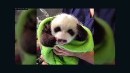 Isn't he cute? Panda 'A' has darker markings and a narrower band. That's one way the zoo can tell the twins apart.