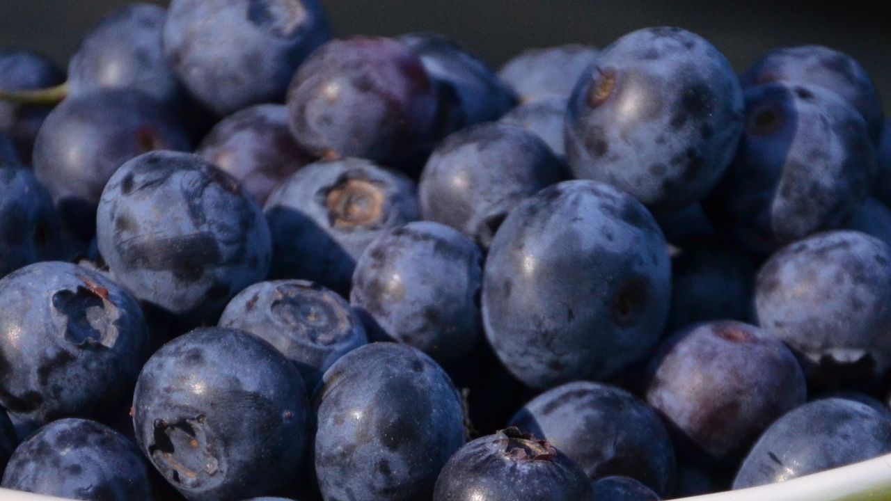 Blueberry picking at Homestead Farm in Poolesville Maryland.