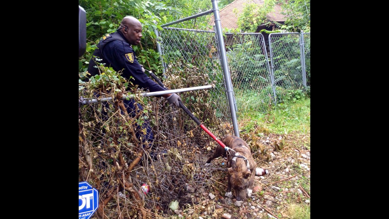 Malachi Jackson with the Detroit Animal Control catching a stray pit bull from abandoned home.