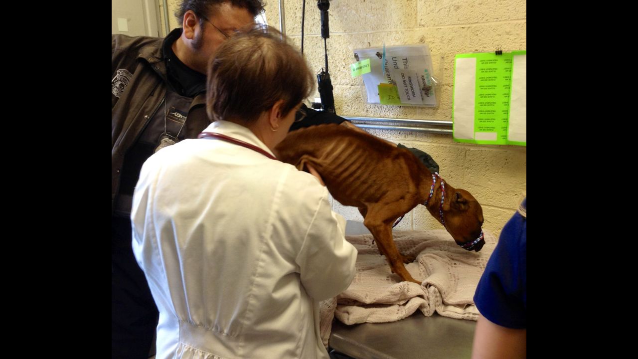 Michigan Humane Society treating a malnourished stray.
