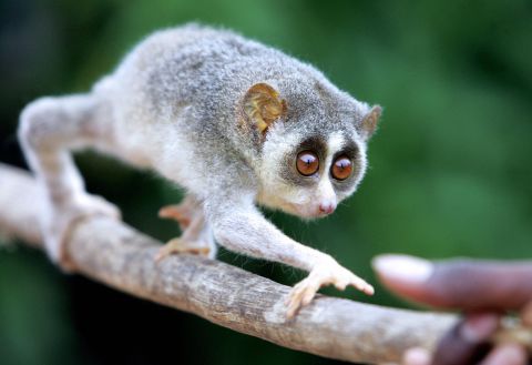 Never mind if they're endangered, when we finally use freeze-dried sperm to populate another planet with animals from Earth, they just need to be cute. The slow loris accomplishes both.