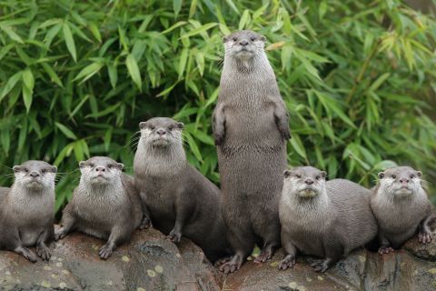 Jim was always the first otter picked for the basketball team because of his ability to stand on two legs.