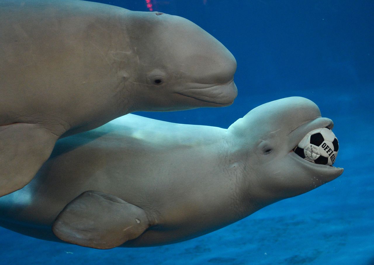 Beluga whales have perma-smiles. And, apparently, they enjoy soccer. Thus, they are the world's greatest animal.