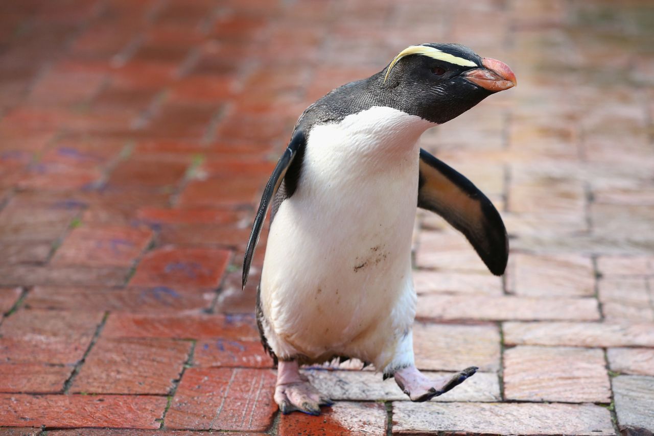This little penguin looks like it's just heading to work. If it had a tiny briefcase the entire Internet would break.