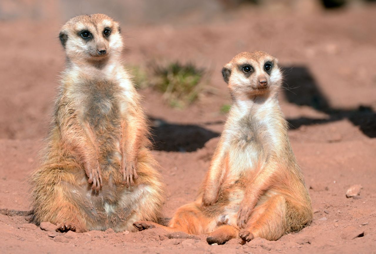 Very few animals can get their own reality TV show. Somehow, the meerkats pulled it off. Who's their agent?
