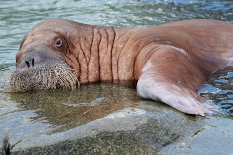 Behold! The walrus! Nature's original hipster.