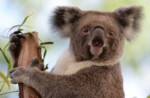 Life is difficult for koalas. Imagine if you spent most of your life drunk in a tree. Hey, just messing with you, koalas. You're extremely cute.
