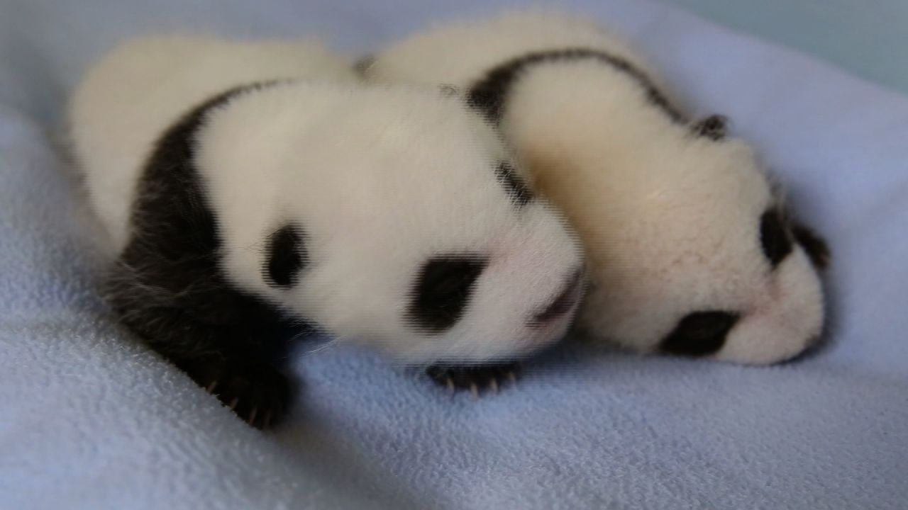 twin panda cubs