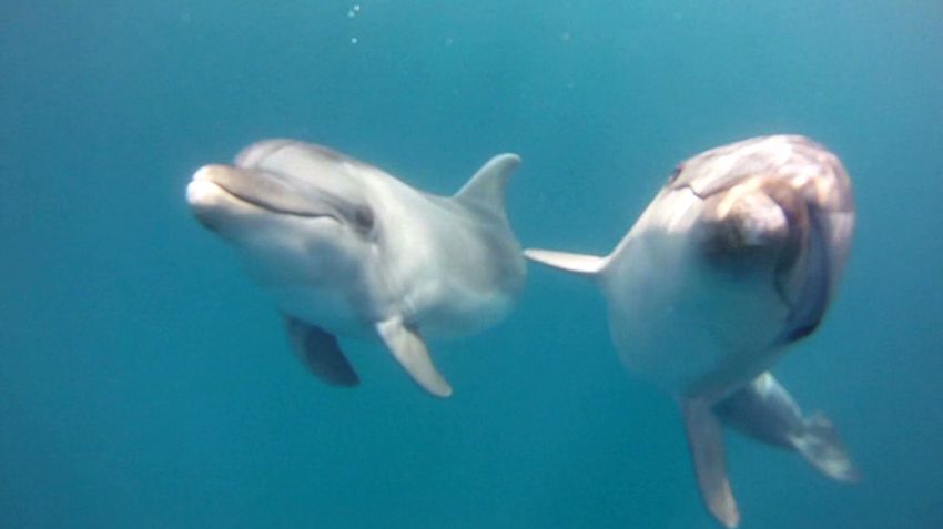 pkg candiotti nj dolphin deaths virus_00002230.jpg
