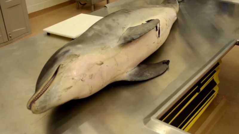 dolphin deaths a case study in environmental toxicology