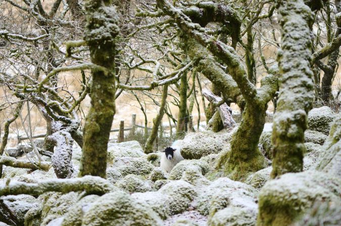"Unexpected Encounter: Woolly Interloper in Wistman's Wood" -- Wistman's Wood, Dartmoor, Devon, England. Photograph by Nick de Cent.