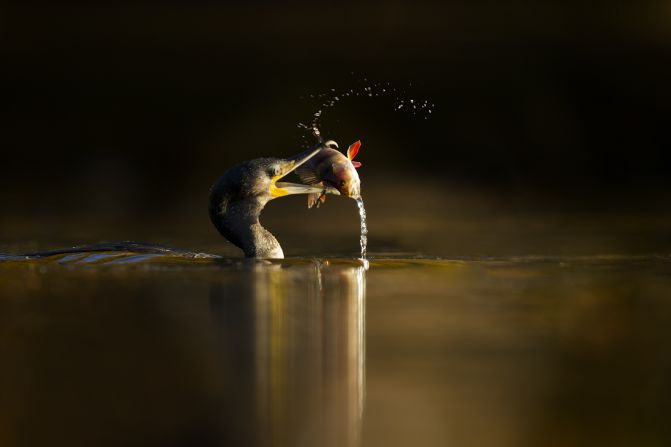 "Cormorant with Perch" -- cormorant, Durham, Cheshire. Photograph by Ben Hall. Highly commended in the category animal behavior.