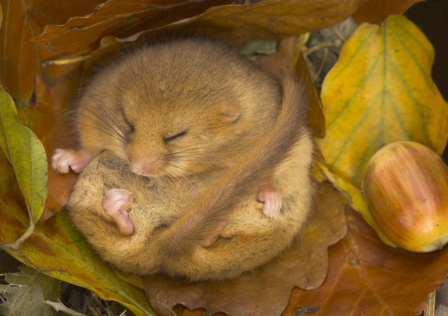 "Dormouse Hibernating"  -- dormouse, Paignton, Devon. Photograph by Danny Green. Highly commended in the category wild woods.