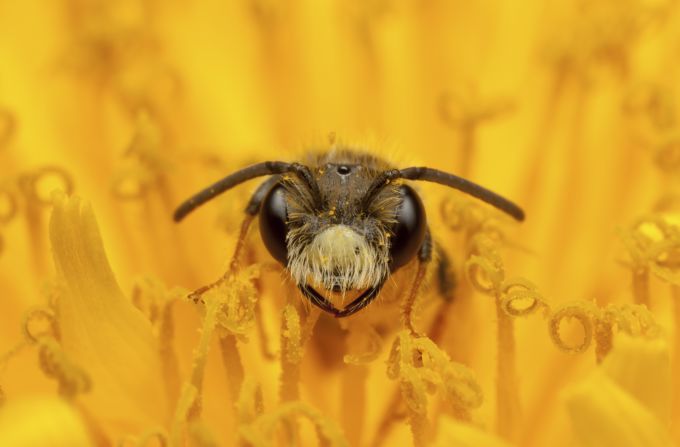 "Fine and Dandy" -- mining bee, Melton Mowbray. Photograph by Edward Nurcombe. Highly commended in the category hidden Britain.