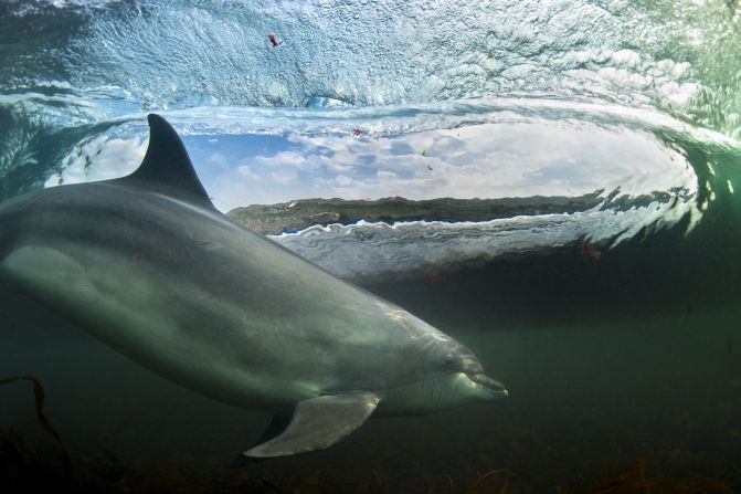 "In The Living Room" -- bottlenose dolphin, Bolintoy, near The Giant's Causeway, Northern Ireland. Photograph by George Karbus. Overall winner.