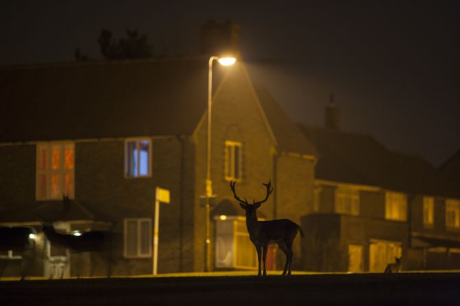 "Urban Fallow Deer on Housing Estate" -- fallow deer, North London. Photograph by Jamie Hall. Winner in the category urban wildlife.