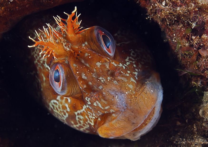 "Tommy" -- tompot blenny, Trefer Pier, Gwynedd, North Wales. Photograph by Mark N. Thomas. Winner in the category animal portraits.