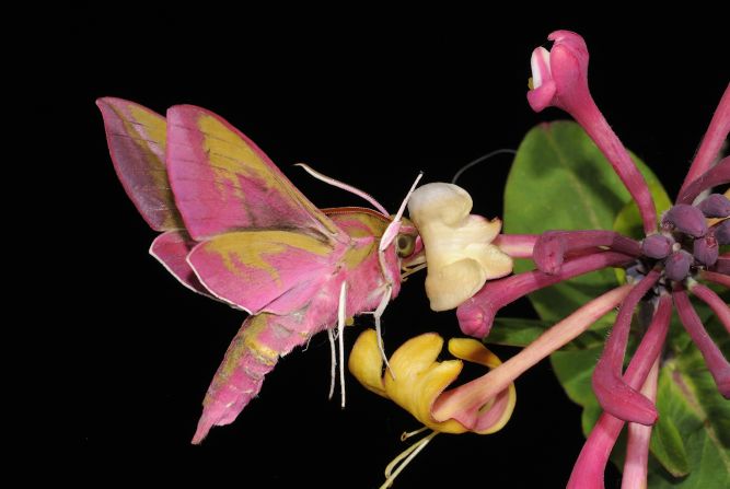 "Elephant Hawkmoth Drinking Nectar from Wild Honeysuckle Flower at Night"  -- elephant hawkmoth, Ewelme, Oxfordshire. Photograph by Malcolm Schuyl, shown in the category hidden Britain.