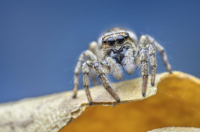 "Blanche" -- zebra jumping spider, Birmingham. Photograph by Olivier Roland, shown in the category animal portraits.