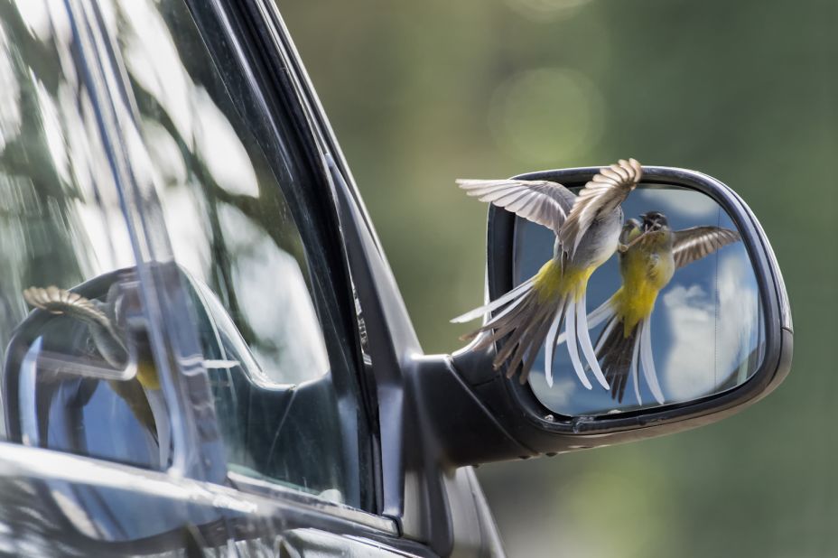 "Deadly Rivals" -- grey wagtail, Foulden, Norfolk. Photograph by Robin Orrow. Winner in the category animal behavior. 