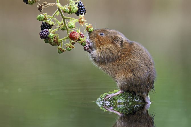 "Ratty Portrait" -- water vole, York. Photograph by Simon Roy, shown in the category animal portraits. 
