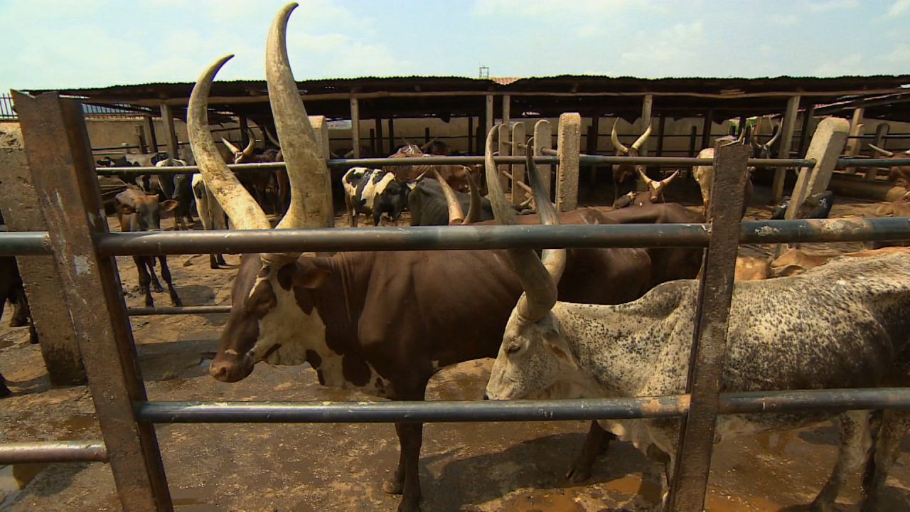 Ankole cows are indigenous to east Africa and have been used for centuries for their milk and meat.