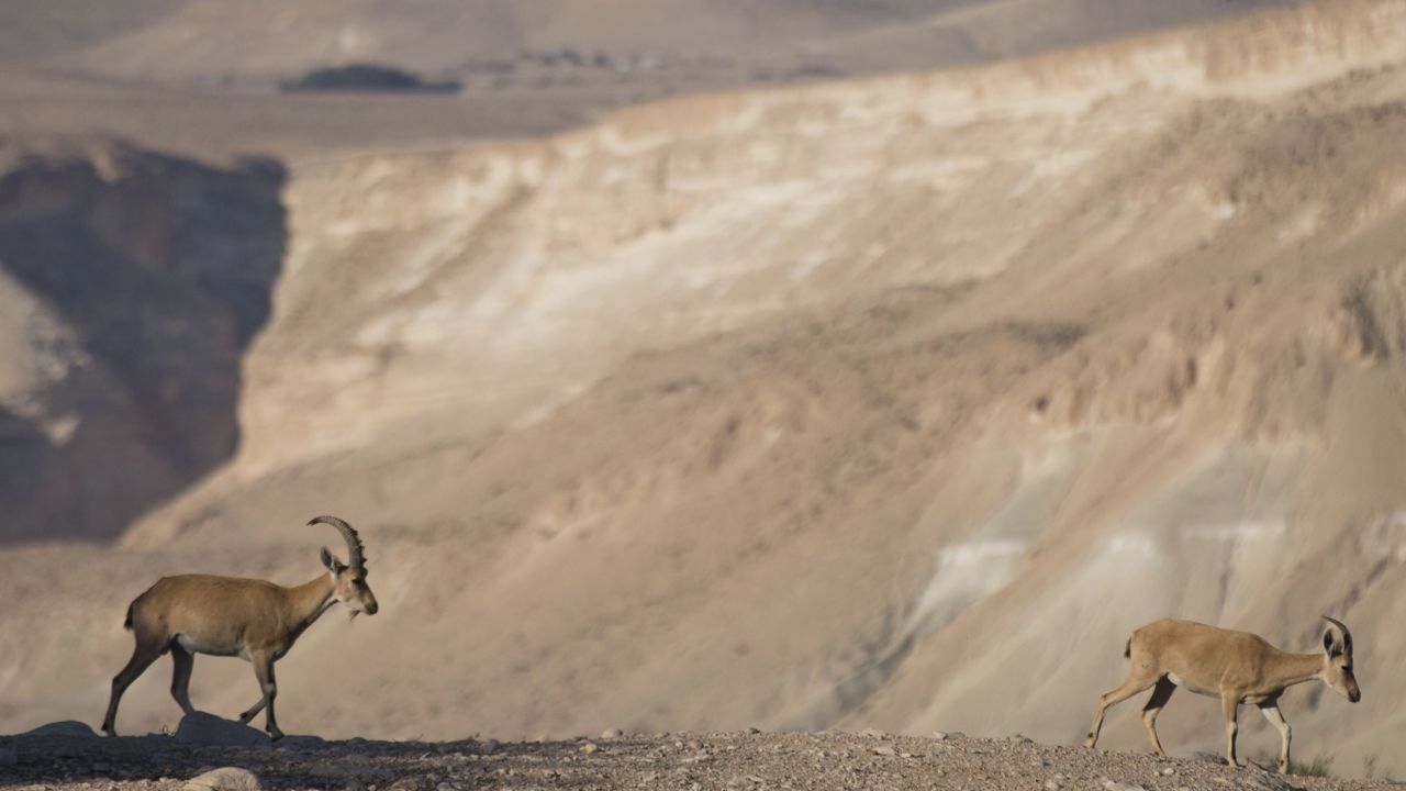 Ibex are just one attraction of the Negev Desert.