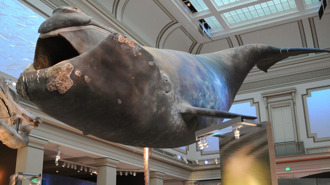 El National Museum of Natural History (Museo Nacional de Historia Natural), parte del Smithsonian Institution, ha estado en el National Mall en Washington desde 1910. La colección de este museo incluye más de 126 millones de muestras de ciencia natural y artefactos culturales de todas partes del mundo.