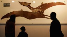 BEIJING - APRIL 22:  (CHINA OUT) Visitors view a fossil specimen of a pterosaur at the Geological Museum of China during an activity to mark World Earth Day April 22, 2006 in Beijing, China. China marked the 37th World Earth Day under the theme of "Be Kind to the Earth--Cherish resources and keep sustainable development," which still highlights sustainable exploitation of the country's natural resources and protecting environment.  (Photo by China Photos/Getty Images)