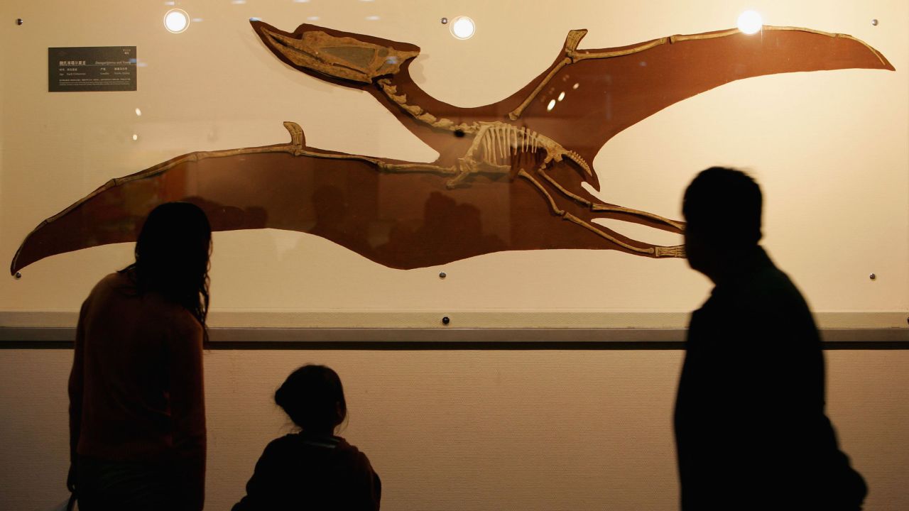Visitors view a fossil specimen of a pterosaur at the Geological Museum of China in Beijing in April 2006.   