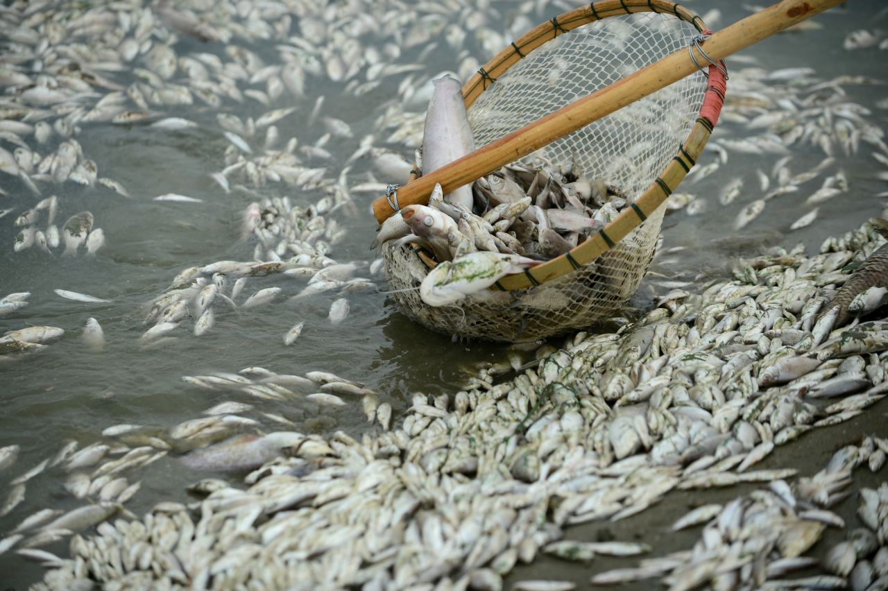 Dead fish are cleared from the Fuhe River in central China's Hubei province on Tuesday, September 3. Officials believe that the fish were poisoned by high levels of ammonia discharged into the water from a chemical plant. The company has been ordered to suspend operations by provincial environmental authorities.