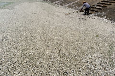 A resident clears dead fish from the river on September 3, the day after large numbers began to surface. 