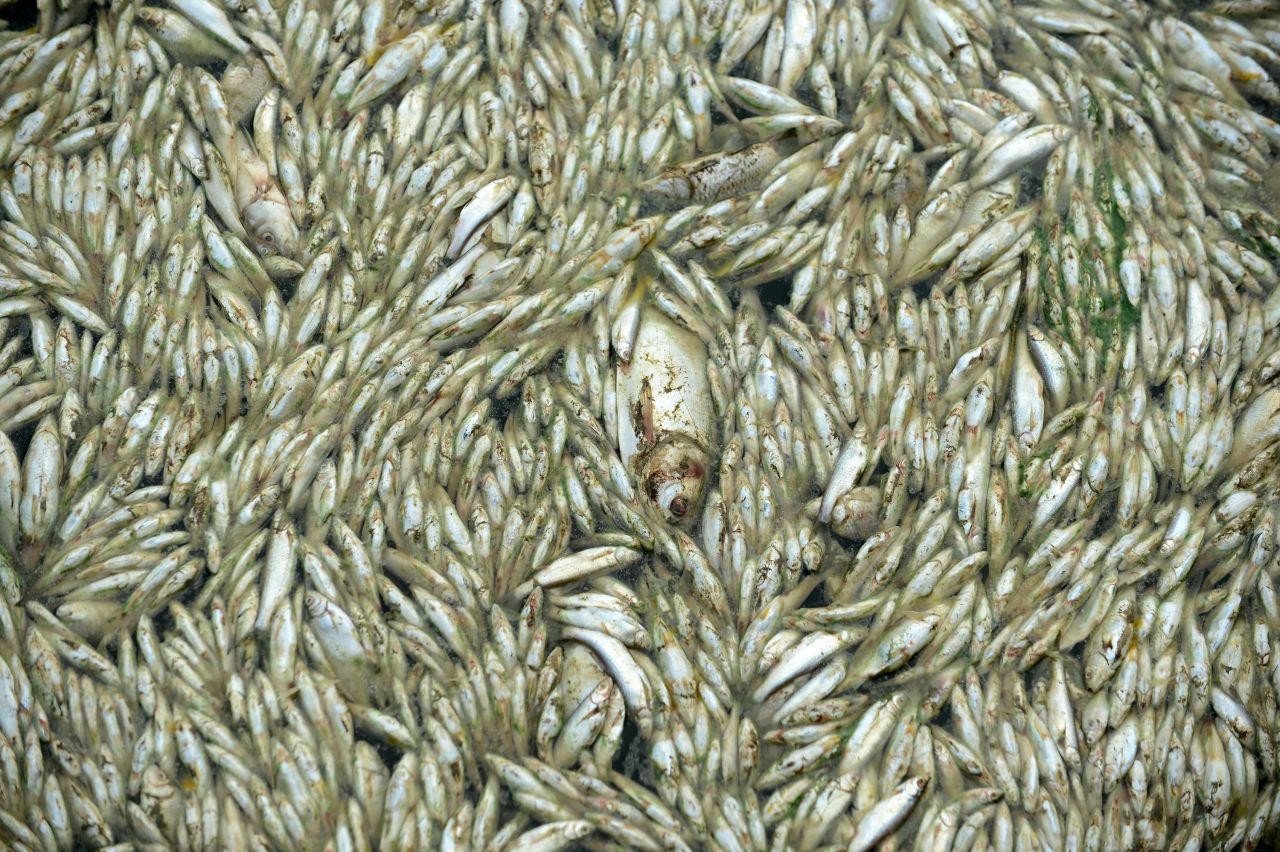 Authorities have cleared about 110 tons of dead fish from the river.