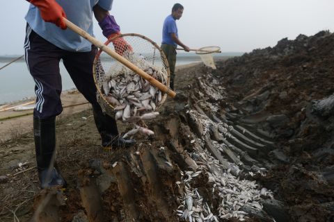 Two men bury dead fish September 3 to prevent them being sold at market.
