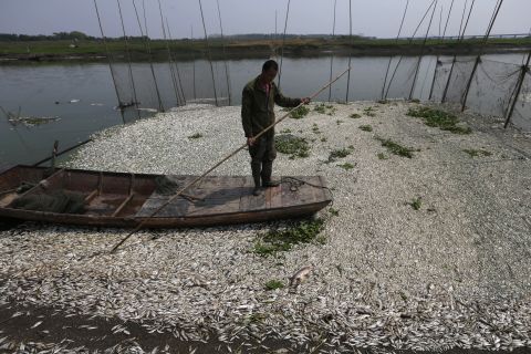 A fisherman makes his way through the fish-clogged river. 