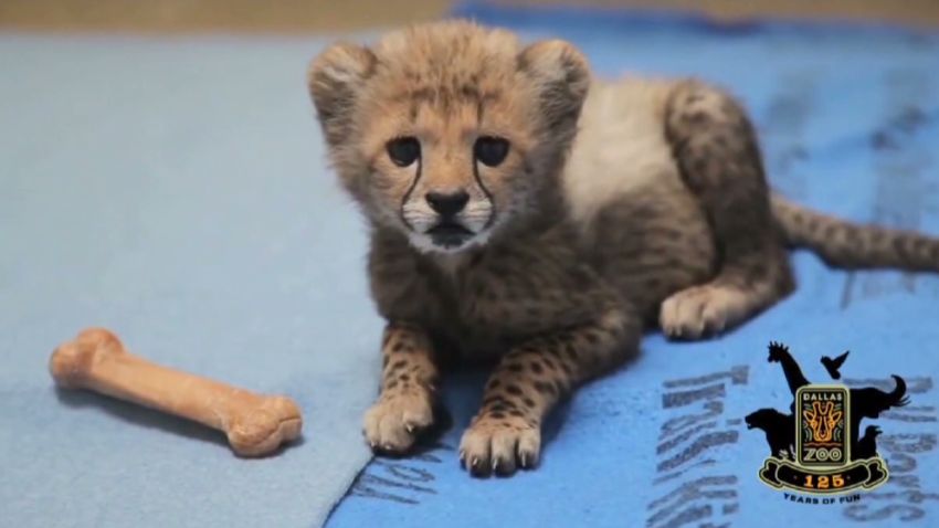 vo dallas zoo welcomes cheetah cubs_00003501.jpg