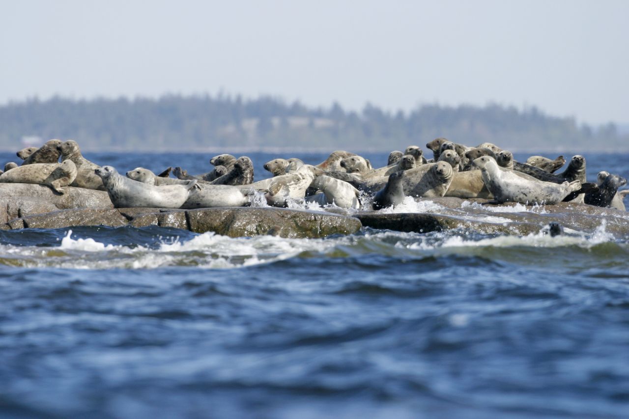 Other inhabitants of Bohuslän you might spot, apart from mink and reindeer, are seals, which, like kayaks, do better in the water than on land.