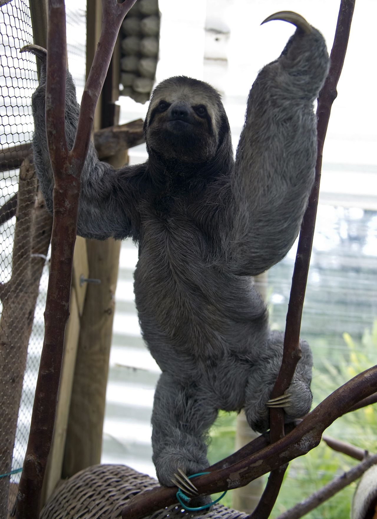 Draping itself around Central and South America, the three-toed sloth has a face that looks as if it was put together by a negligent depressive.