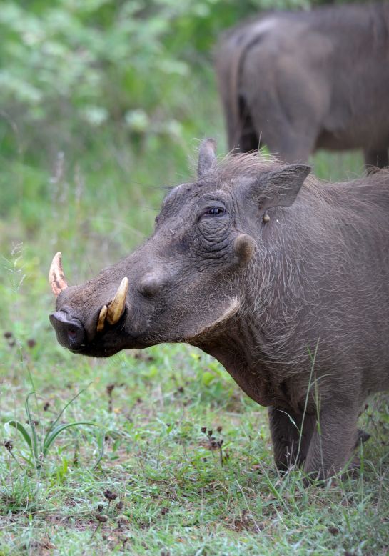 With warts, a shaggy mohawk down its back and uneven body hair, the warthog is the least appealing pig in the Okavango River Delta.