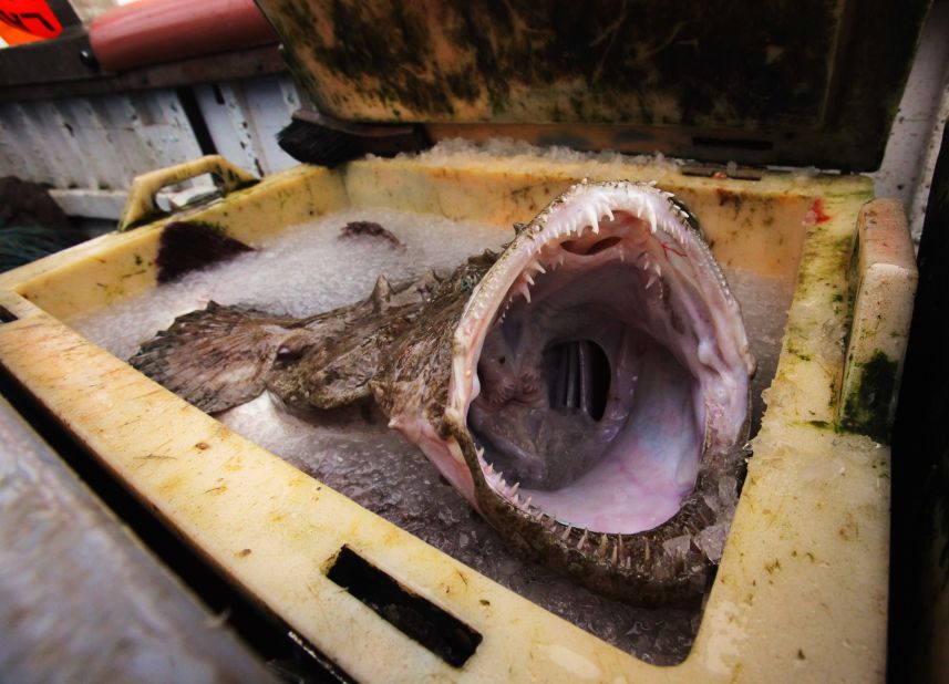 Blobfish voted world's ugliest animal, Marine life