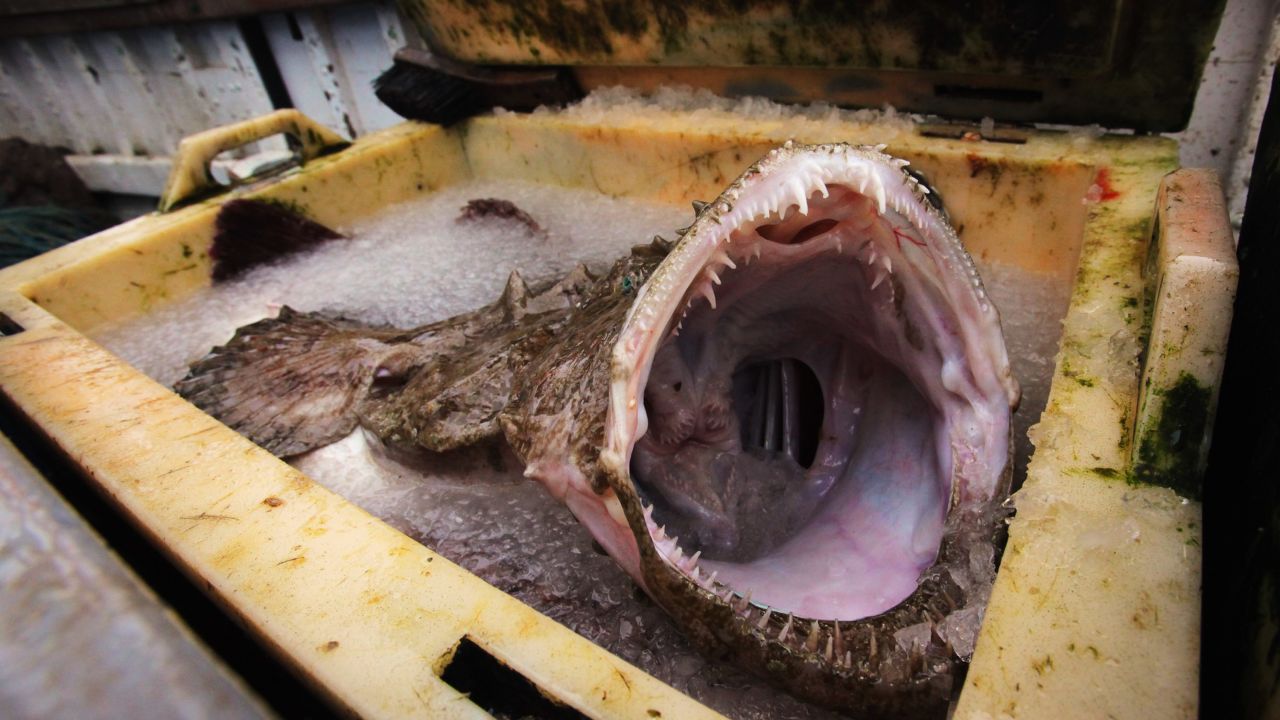 The monkfish ... probably wouldn't get by on its looks