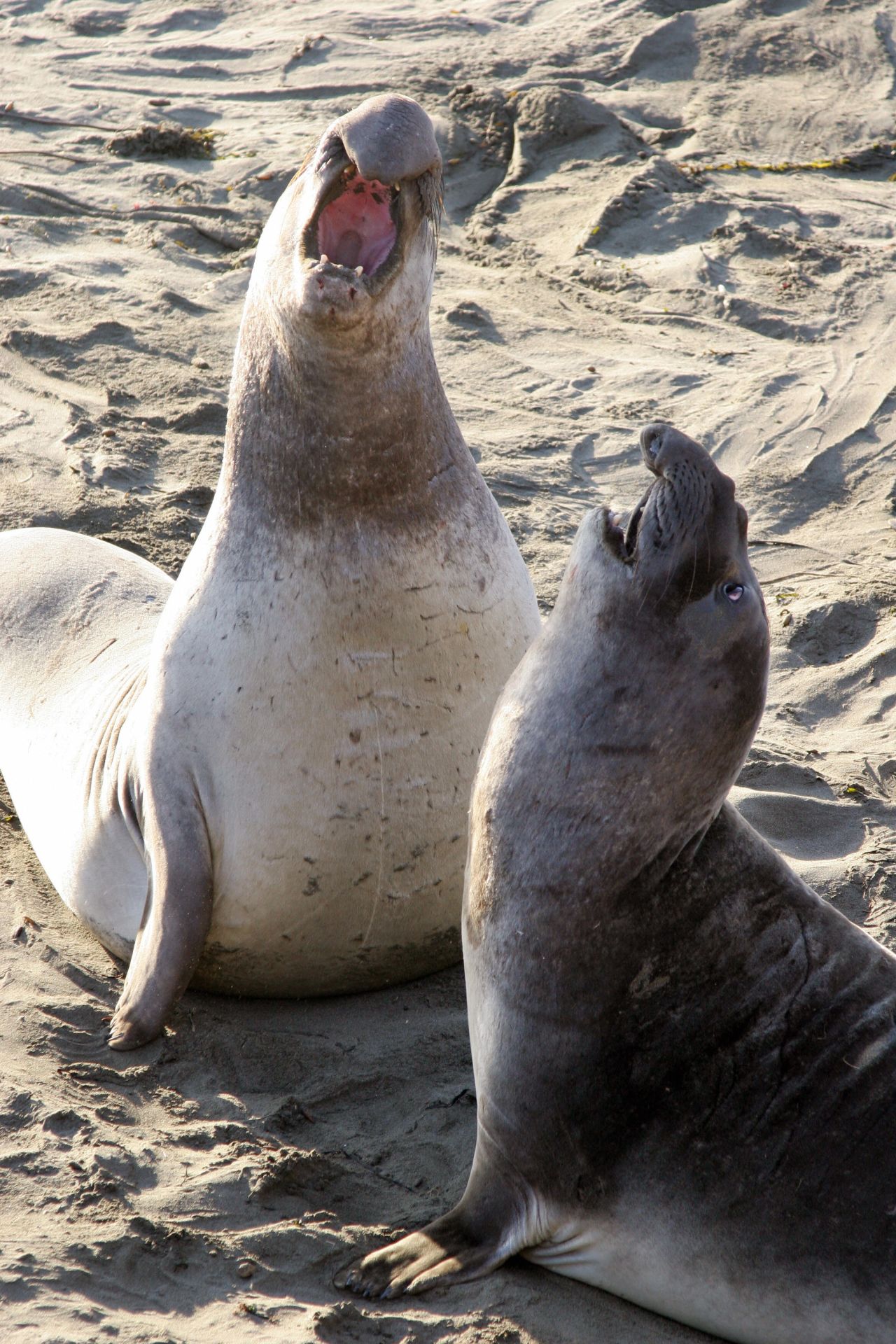 Found lounging hugely on beaches worldwide, the elephant seal looks like someone big, ugly and violent you wouldn't want to encounter in a pub. Curiously enough, those three words also nicely sum up the animal's striking sexual encounter. 