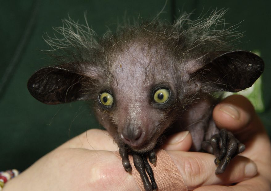Is this really the world's ugliest animal?, Animals Now