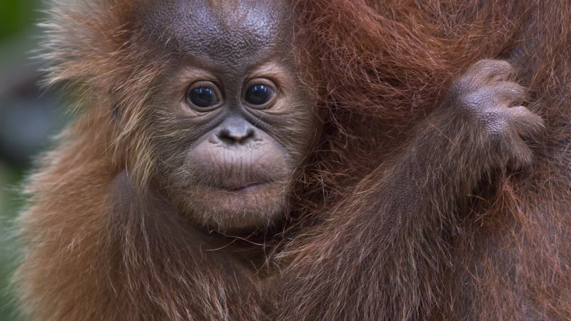 Opinion: Half-Earth Day is not a celebration, but a warning