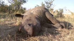 south.africa.rhino.war_00004815.jpg