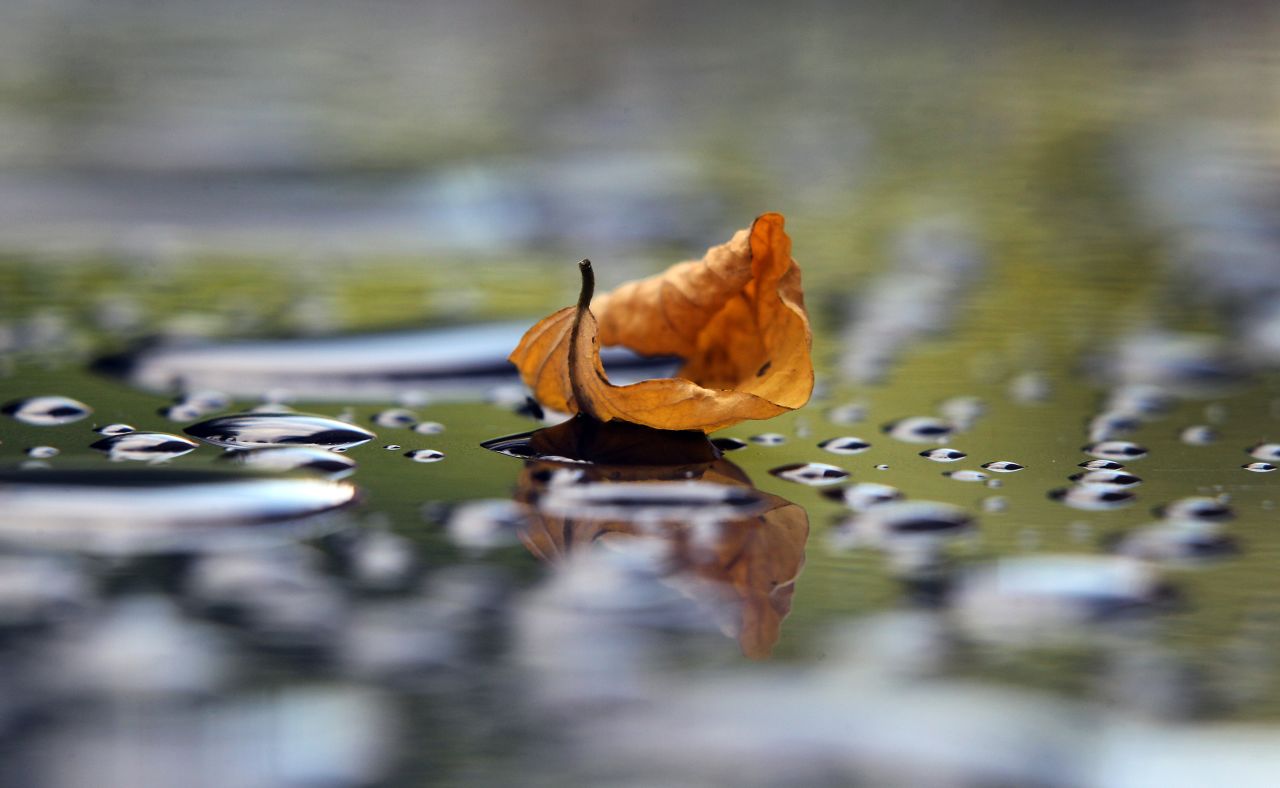 A withered leaf lies on the roof of a car after a rain on September 9 in Wuerzburg, Germany.  