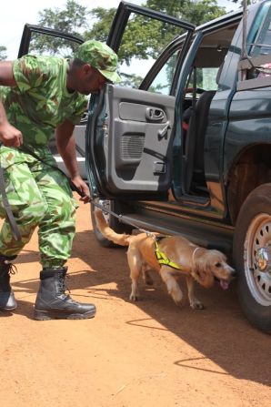 "We train the dog to think that the tennis ball comes from where the scent is," says Wilson. The trainers start by hiding bits of ivory and putting a tennis ball with it; over time, the dog begins to associate finding the ball with smelling the ivory. 