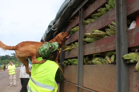 The two dogs are trained to detect ivory, leopard skin, shark fin, bushmeat and other contraband.